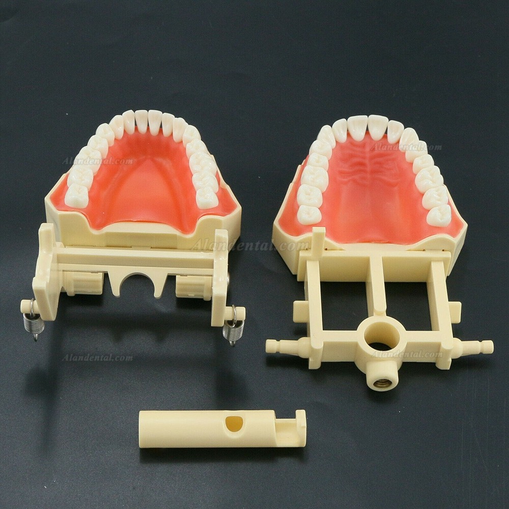 Dental Training Typodont Model M8014 32Pcs Teeth Compatible Frasaco AG3 Type
